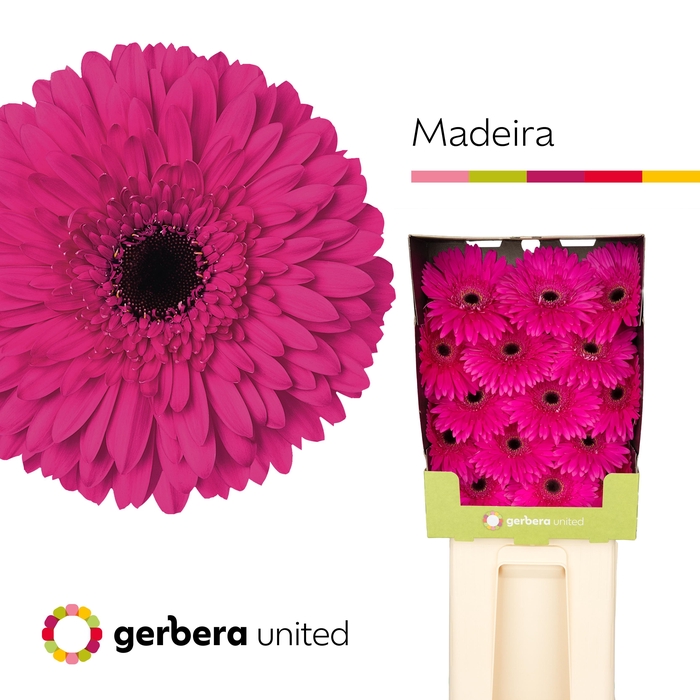 <h4>Gerbera Madeira Diamond</h4>