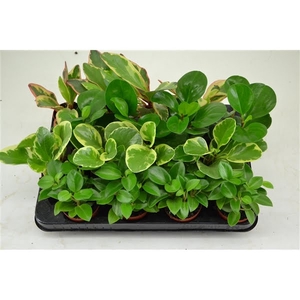 peperomia 7 cm. mix 4 kleuren