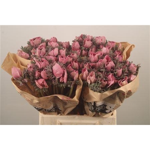 Anemone Powder Lie De Vin