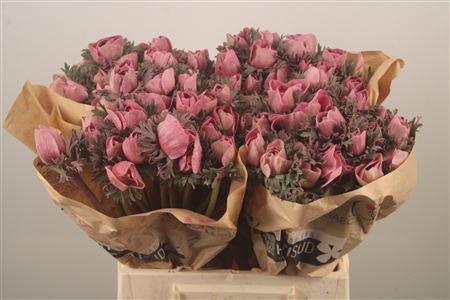 <h4>Anemone Powder Lie De Vin</h4>