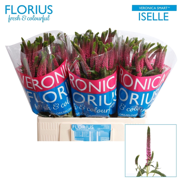 <h4>VERON SMART ISELLE</h4>