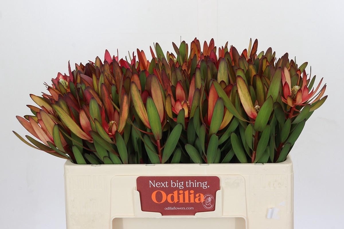 <h4>Leucadendron Safari Sunset</h4>