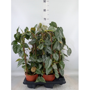 Philodendron   ...
