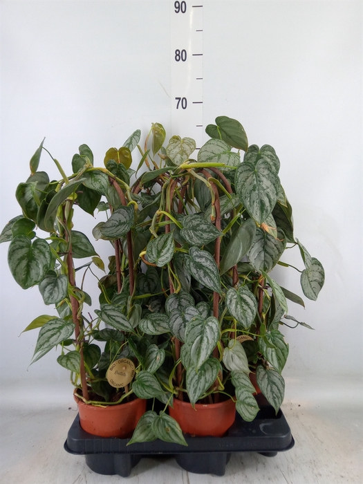 <h4>Philodendron   ...</h4>