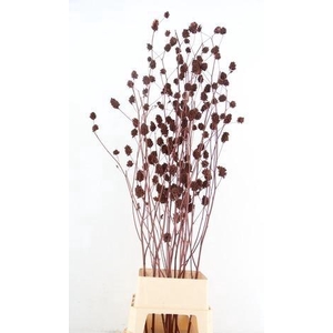 Glycyrrhiza Brown