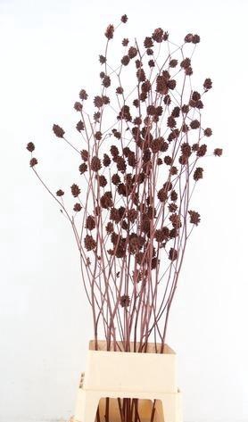<h4>Glycyrrhiza Brown</h4>