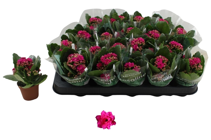 <h4>KAL GE DON VICTORIO</h4>