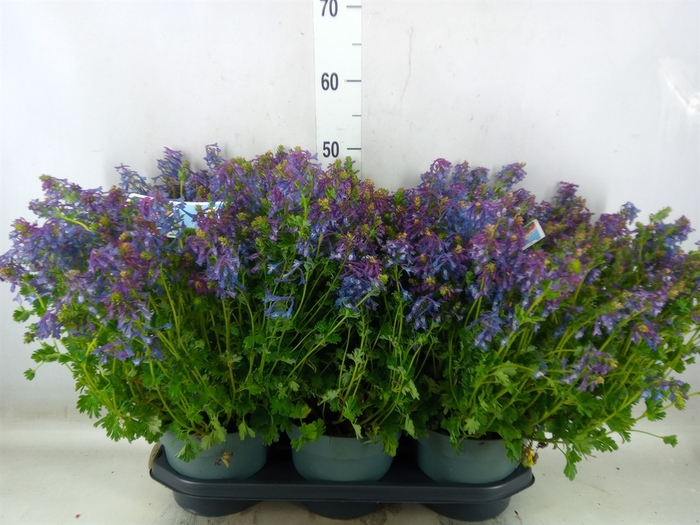 <h4>Corydalis solida</h4>