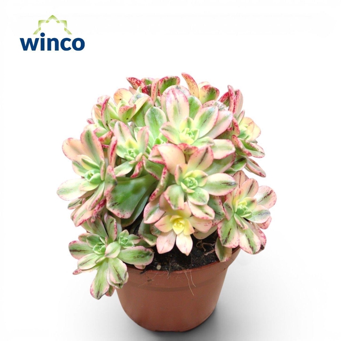 <h4>Aeonium Sweet Tea Group</h4>