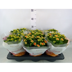 Kalanchoe blos. 'RosDon Pedro'