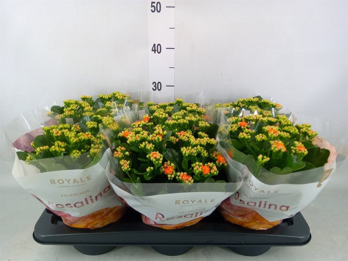 <h4>Kalanchoe blos. 'RosDon Pedro'</h4>