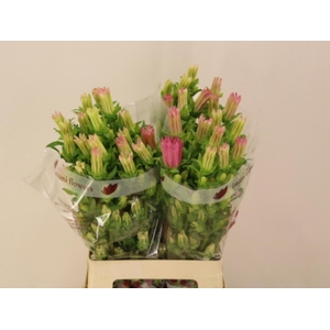 CAMP M CHAMPION PINK