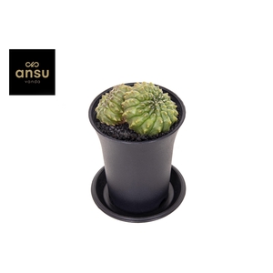 Gymno Spineless Mountain Twin