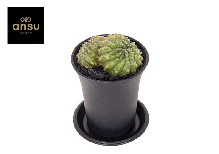 <h4>Gymno Spineless Mountain Twin</h4>