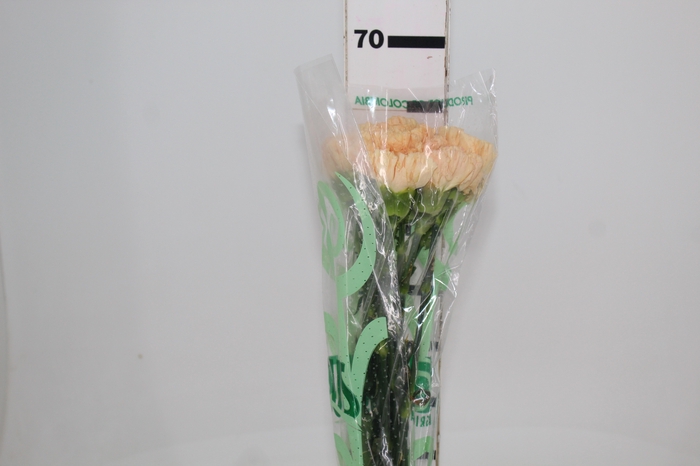 CRAVO LARANJA 060 CM