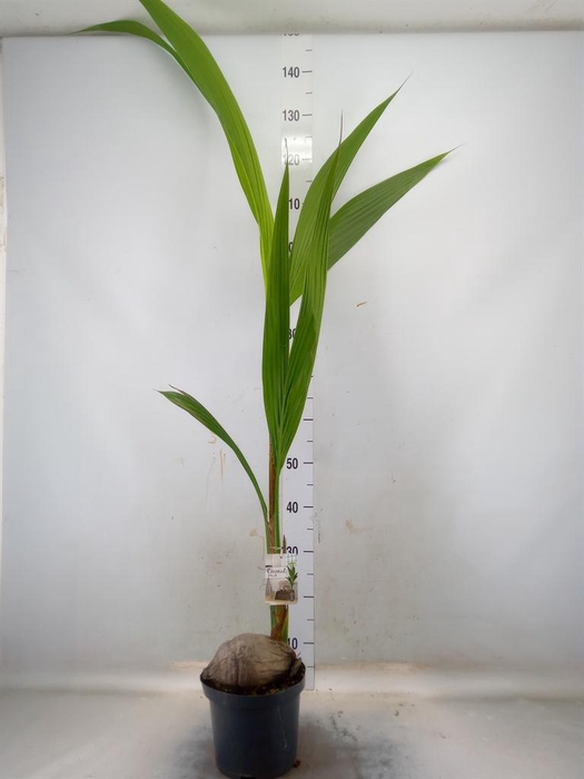 <h4>Cocos nucifera</h4>