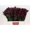 Leucadendron Saf Sunset Dark R.