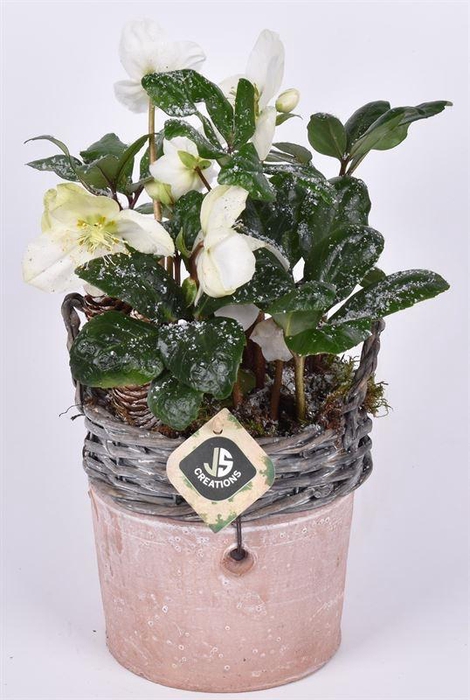 Wilg rand met terra pot 16cm