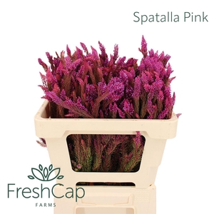 Spatalla Pink