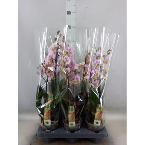 Phalaenopsis  'Corolla Beach'