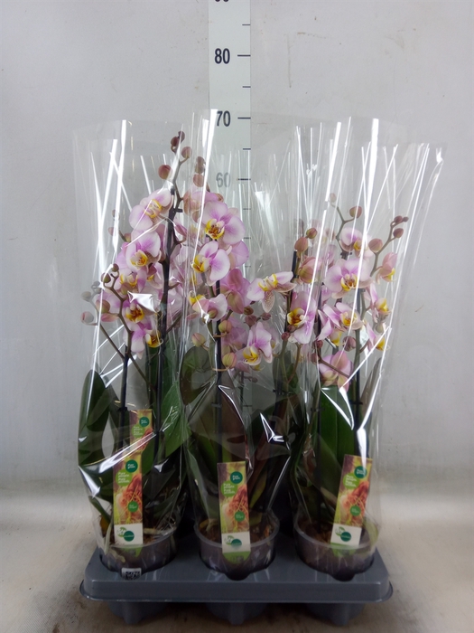 <h4>Phalaenopsis  'Corolla Beach'</h4>