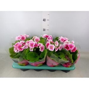 Primula obcon. 'Touch Me Red White'