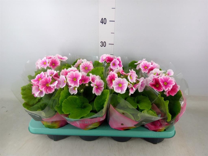 <h4>Primula obcon. 'Touch Me Red White'</h4>