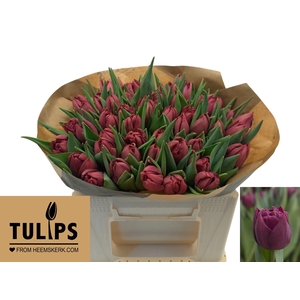 TU DU ALISON BRADLEY