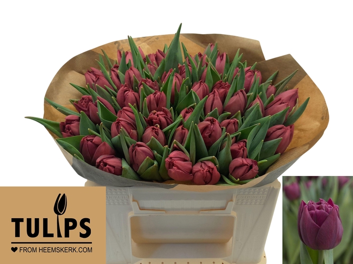 <h4>TU DU ALISON BRADLEY</h4>