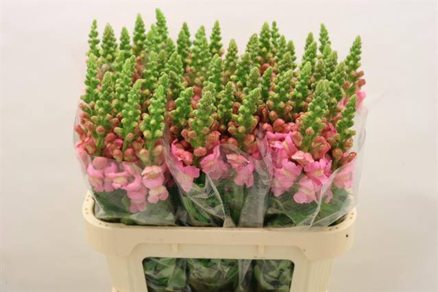 <h4>Antir Costa Li Rose</h4>