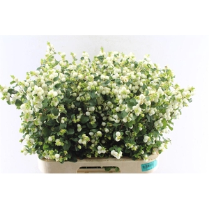 Sympho Mag Lemon Lime