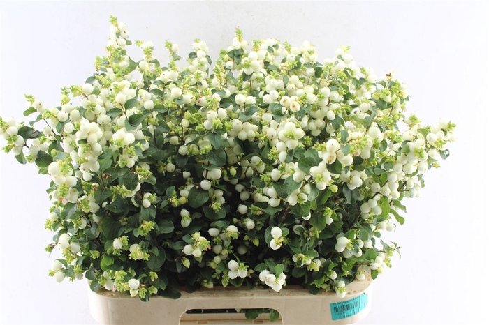 <h4>Sympho Mag Lemon Lime</h4>