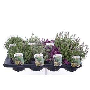 Thymus mix