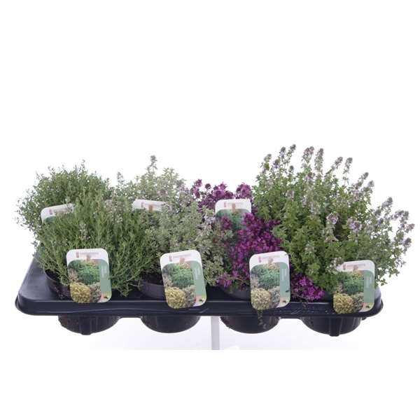 <h4>Thymus mix</h4>
