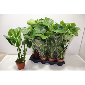 arr8 Monstera Deliciosa