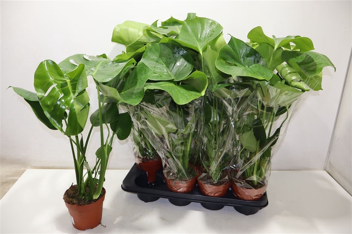 <h4>arr8 Monstera Deliciosa</h4>