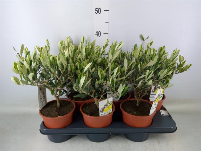 <h4>Olea europaea</h4>