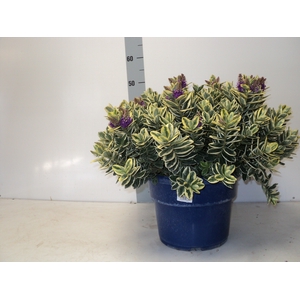 HEBE AND VARIEGATA