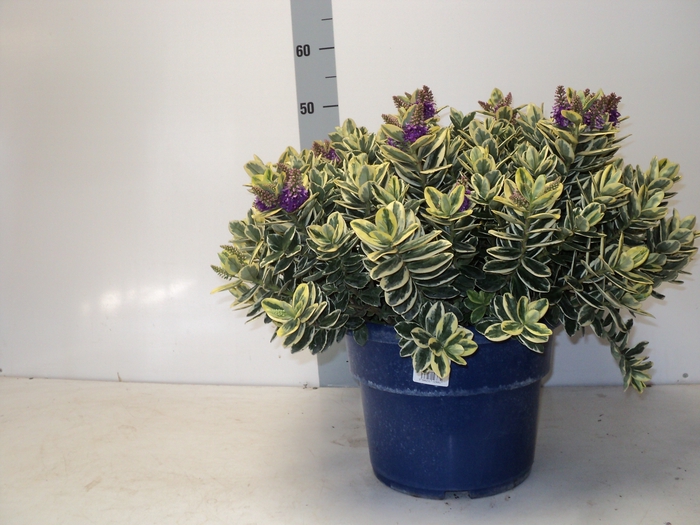 <h4>HEBE AND VARIEGATA</h4>