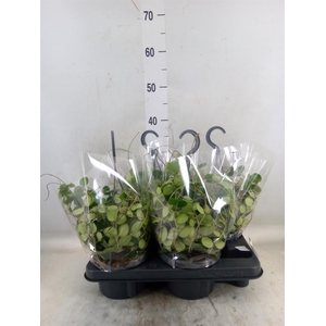 Dischidia ruscifolia