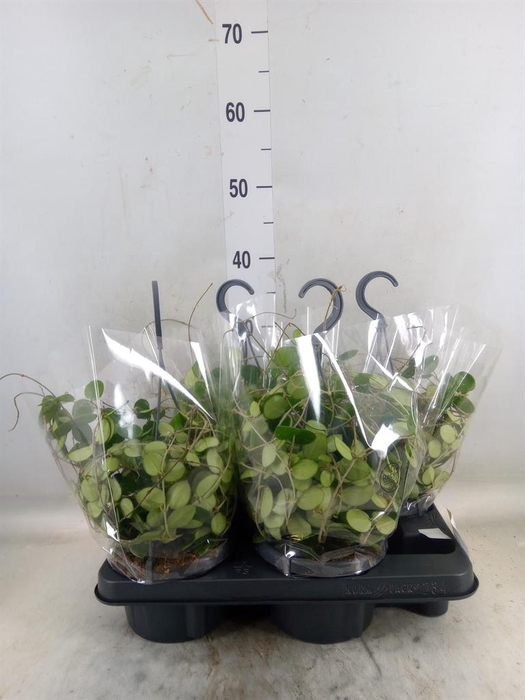 <h4>Dischidia ruscifolia</h4>