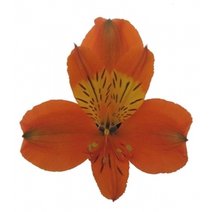 ALSTROEMERIA CHEERIO 080 CM