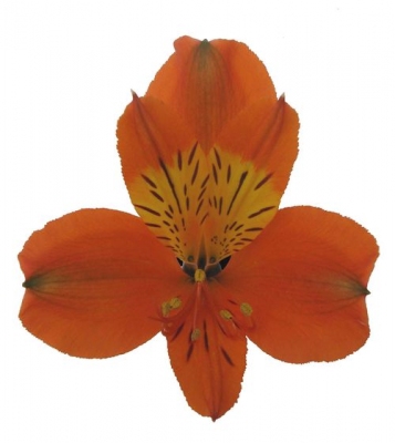 <h4>ALSTROEMERIA CHEERIO 080 CM</h4>