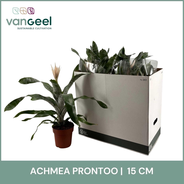 <h4>AECH FAS PRONTOO</h4>