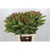 Protea Robijn