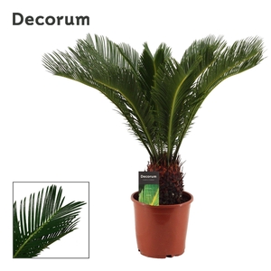 Cycas Revoluta 19 cm Decorum, 15+ veren