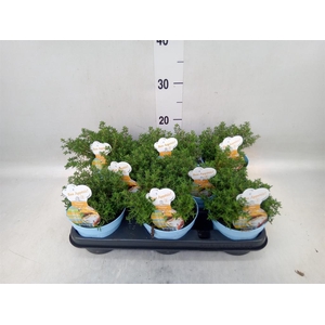 Thymus vulgaris 'Compactus'