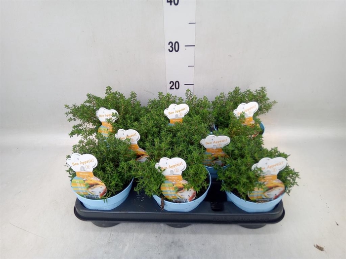 <h4>Thymus vulgaris 'Compactus'</h4>