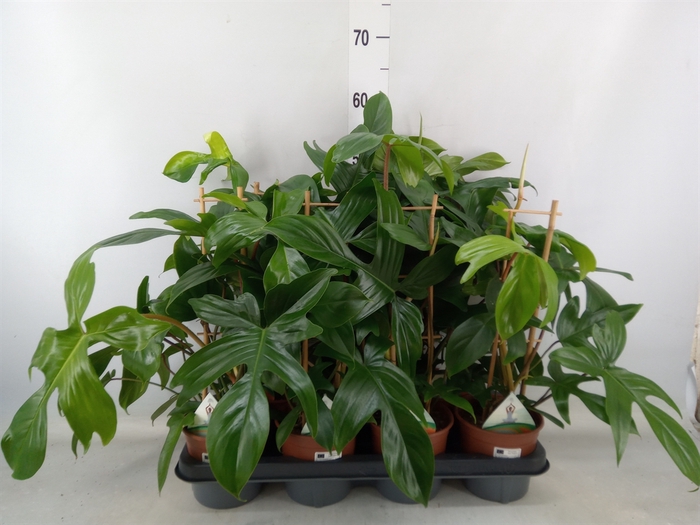 <h4>Philodendron   ...</h4>