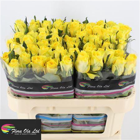 <h4>R Gr Penny Lane</h4>